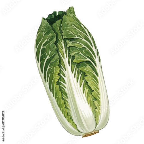 Watercolor-style Chinese cabbage illustration／白菜
