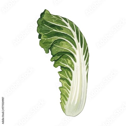 Watercolor-style Chinese cabbage illustration／白菜