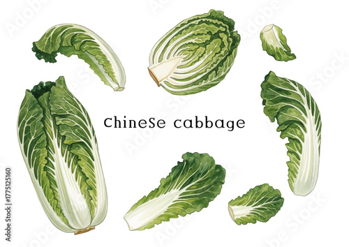 Watercolor-style Chinese cabbage illustration／白菜