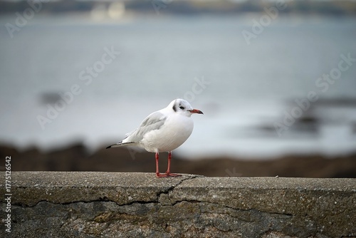 petite mouette rieuse.