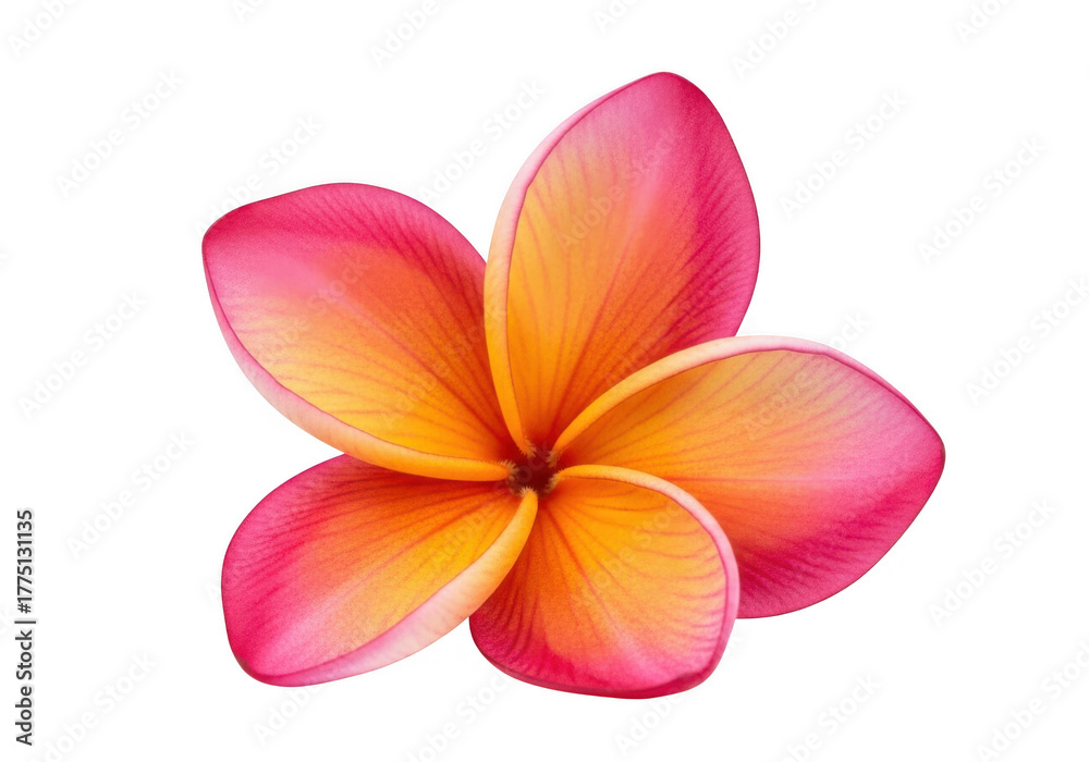 Fototapeta premium Plumeria flower pink orange petals isolated macro isolated on transparent background