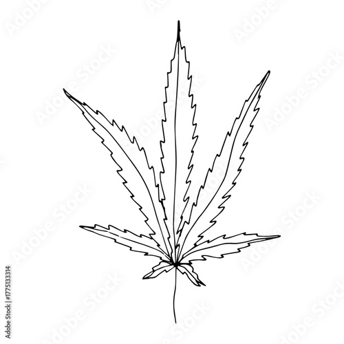 Hand drawn cannabis leaf Medicine marijuana Hemp leaves clipart in doodle style Single element for print, web, design, decor