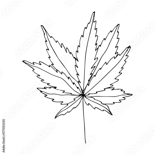 Hand drawn cannabis leaf Medicine marijuana Hemp leaves clipart in doodle style Single element for print, web, design, decor