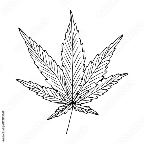 Hand drawn cannabis leaf Medicine marijuana Hemp leaves clipart in doodle style Single element for print, web, design, decor