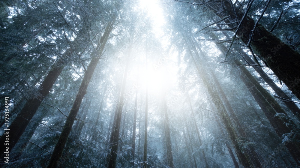 Fototapeta premium Mysterious forest illuminated by soft light, creating enchanting winter atmosphere