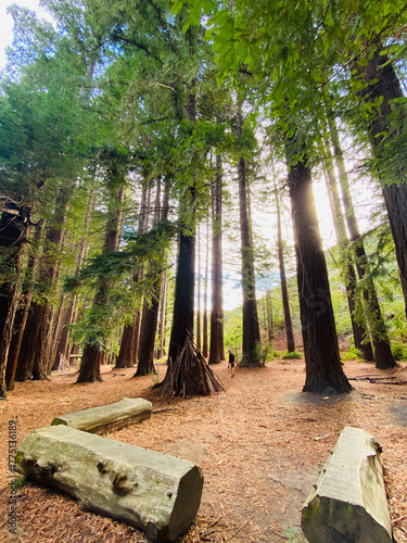 Towering Redwood Forest with Sunbeams and Clearing, Peaceful Nature Trail with Log Seating