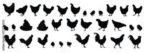 hen or chicken, rooster and chicks silhouette set. hen, rooster and chicks isolated farm animal silhouette icon vector collection
