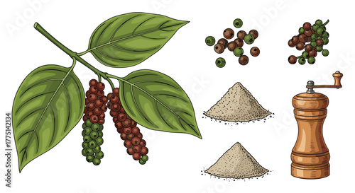 Black pepper plant with peppercorns on the vine, ground pepper, and a pepper grinder for culinary and flavor enhancing uses.