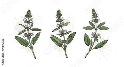 Three detailed botanical illustrations of common sage plants, showcasing green leaves, delicate light purple flowers, and subtle watercolor splatters.