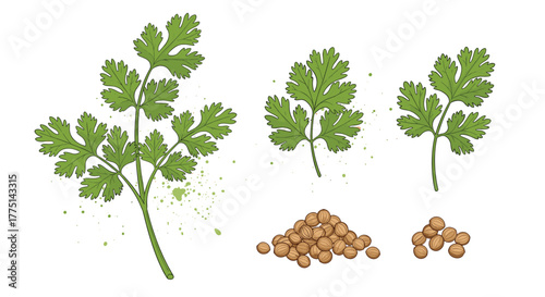 Illustration of coriander leaves and seeds on a white background.