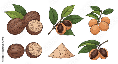 Nutmeg is shown in different forms, whole with leaves, open, on a branch, and ground into powder, isolated on white background.