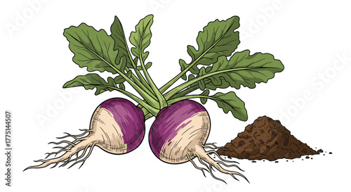 Illustration of two turnips with leafy greens and a small pile of soil against a white background, perfect for educational or culinary content.