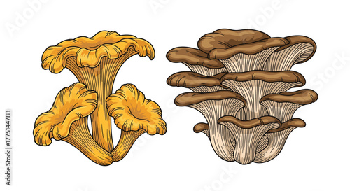 Two types of mushrooms, chanterelle and oyster, are featured in a detailed botanical illustration on a white background.