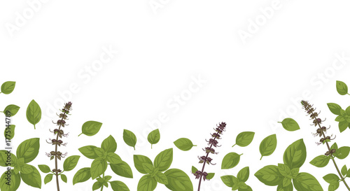 Green basil leaves and flower stalks form a decorative border on a white background.