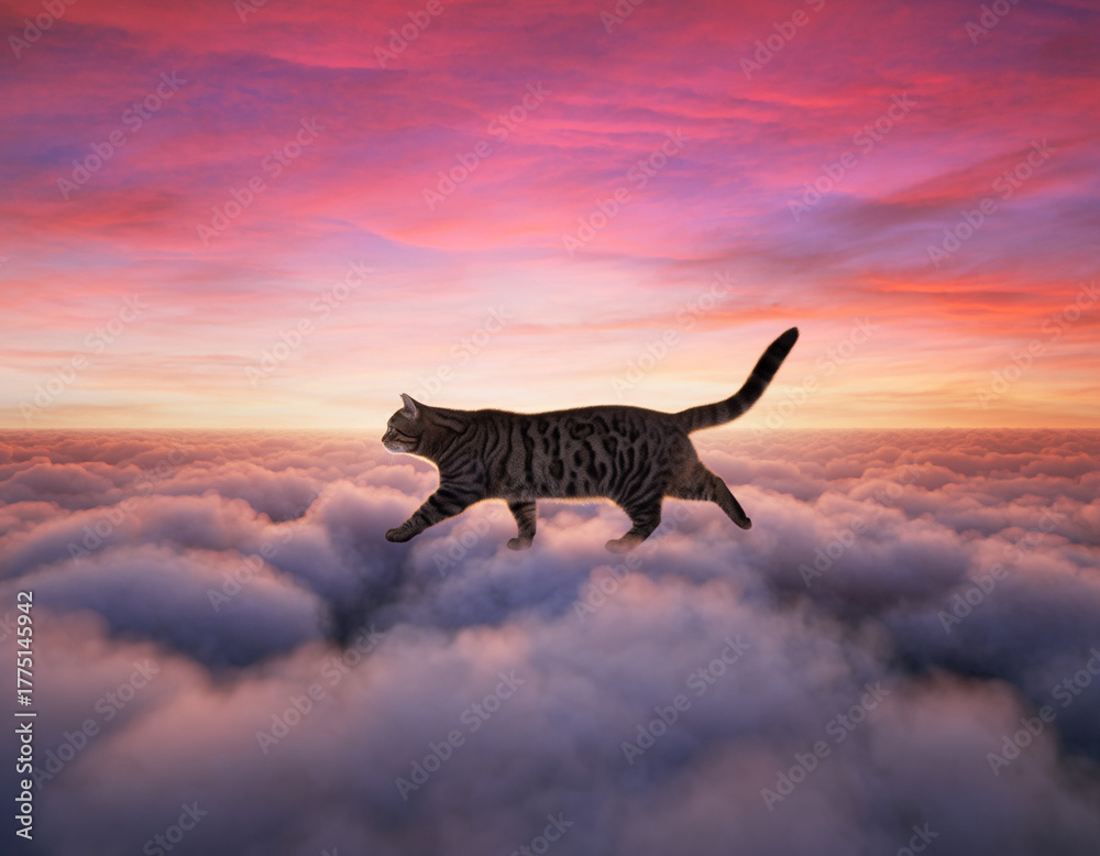 Fototapeta premium cat in the sunset