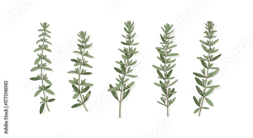 A detailed illustration showcases sprigs of thyme, capturing the essence of this aromatic herb commonly used in cooking and herbal remedies.