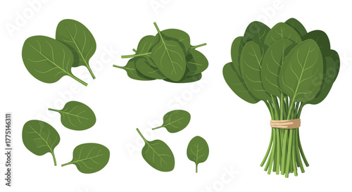 Various presentations of fresh green spinach leaves, including loose individual leaves, a small heap, and a tied bunch, illustrated with a clean design on a white background.