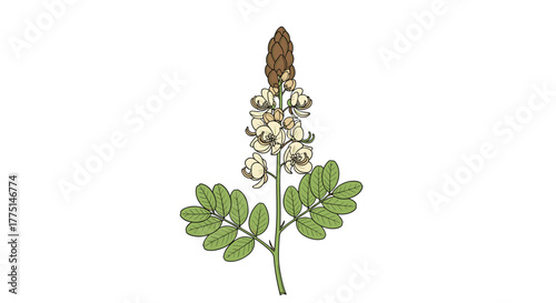 Botanical illustration of a flowering plant branch with green pinnate leaves, a cream-colored flower spike, and a prominent brown bud cluster.