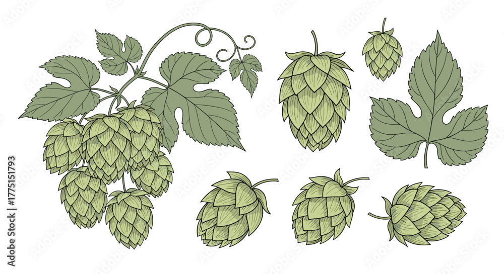 Obraz premium Vintage engraving style botanical illustration of hop plant elements, featuring a climbing branch with leaves and cones, plus isolated hop cones and a single leaf.