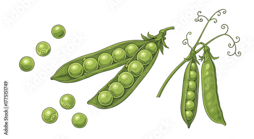 Fresh green peas, some shelled and loose, others nestled in open pods and on a vine, depicting healthy vegetables and natural produce.