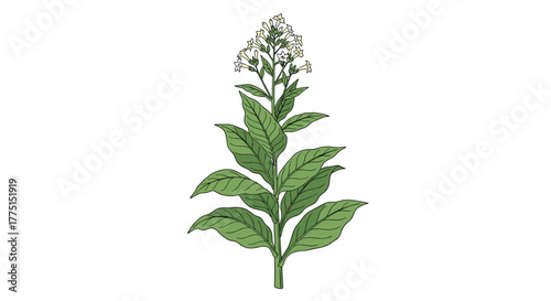 Botanical illustration of a tobacco plant with broad green leaves and a cluster of white blossoms, depicted against a clean white background.