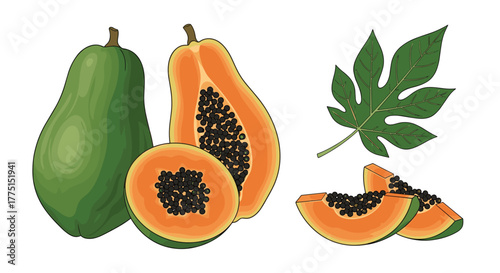 Vibrant vector illustration depicting fresh papayas in various forms: whole, halved with seeds, slices, and a green leaf on white.