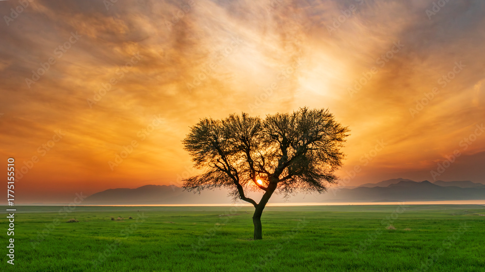 Fototapeta premium Lone tree at sunset by Tarbela Lake, Pakistan