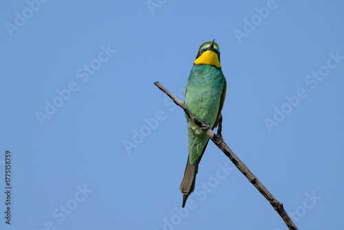 A European bee-eater perched on a branch against a clear blue sky