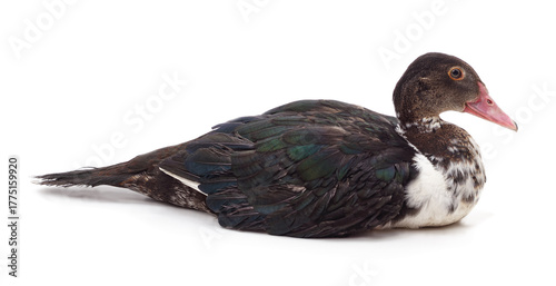 Black and white duck.