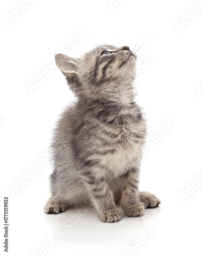 Small gray kitten looking up.