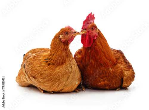 Red rooster and hen sitting together isolated on white background.