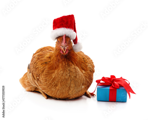 Chicken in a Christmas hat with gifts.