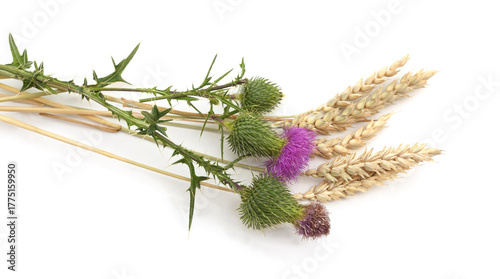 Thistle with purple flowers and wheat ears isolated on white background.