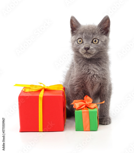 Gray kitten with gift boxes isolated on a white background.