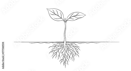 Detailed Sketch of a Young Sprout Growing with Strong Roots, Cultivated From the Earth for Sustainability and Environmental Awareness. Depicts a Minimalist Line Art Drawing For Biology Education, Mode