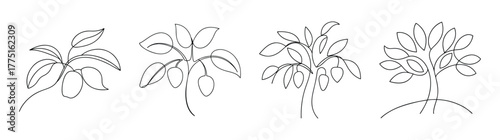 Collection of four stylized line art drawings depicting mango trees with lush foliage and branches