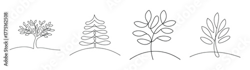 Four stylized sketches of juniper trees showing different branching patterns and foliage detail
