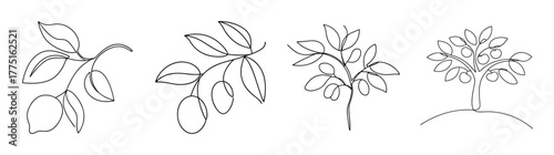 Line art sketches of lemon trees and branches delicate foliage and fruitful boughs in black and white