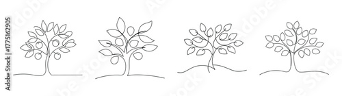 Four detailed line art sketches of orange trees with fruit and foliage