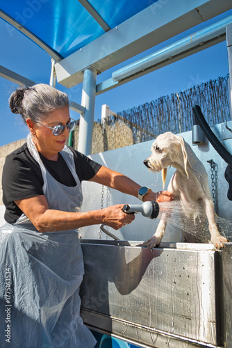 A woman with gray hair and sunglasses, wearing a plastic apron, is giving a bath to a wet, light-colored dog in an outdoor self-service dog wash station. She is holding a shower head, actively rinsing