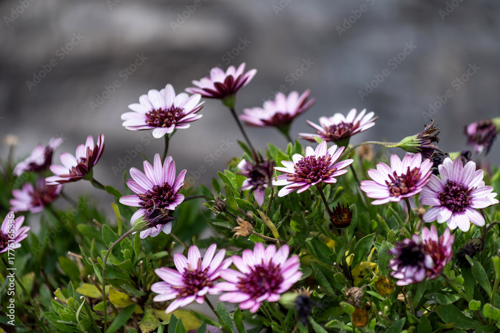 Obraz premium Fleurs dans un parc à Swakopmund en Namibie