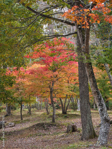 塔のへつりの紅葉