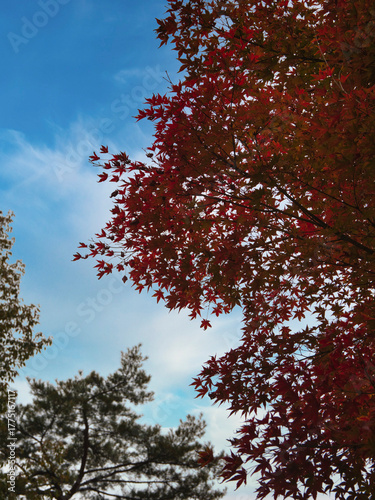 塔のへつりの紅葉