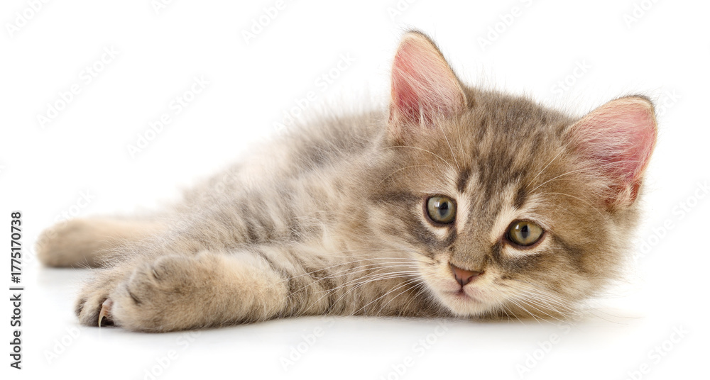 Obraz premium Cute gray kitten lying isolated on white background