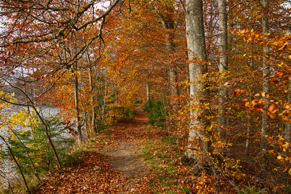 Fototapeta premium a small path near the lake