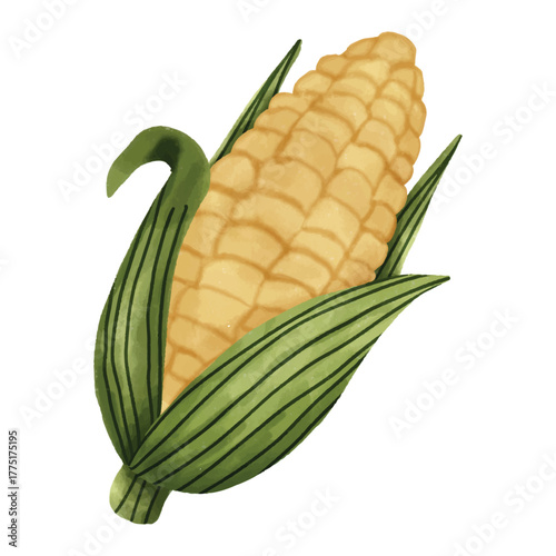 Fresh Sweet Corn Harvest Illustration
