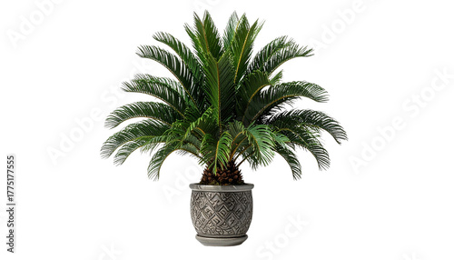Indoor potted palm on minimal white surface isolated on transparent background