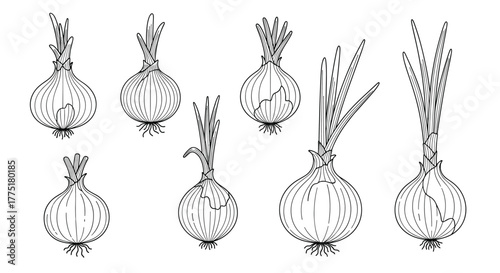 Hand-drawn illustrations of onions at different stages of growth, from bulb with roots to sprouting with green shoots.