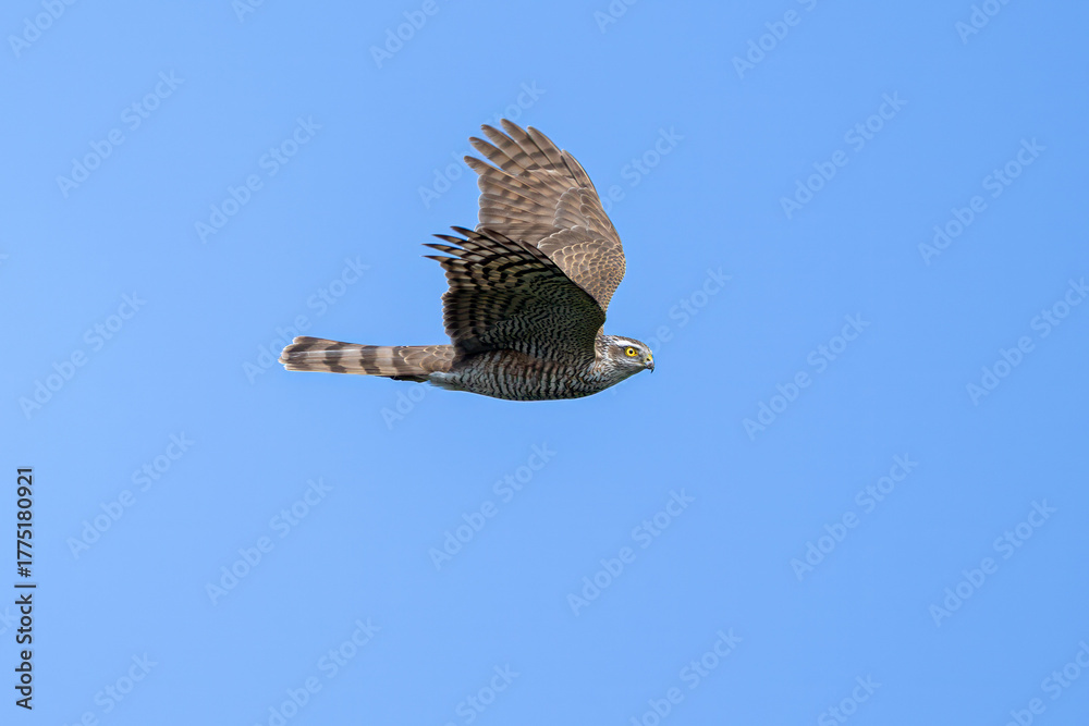 Fototapeta premium red tailed hawk in flight