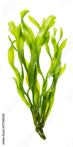 kelp frond isolated on transparent background